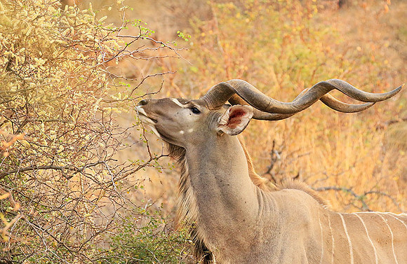 At Kruger NP