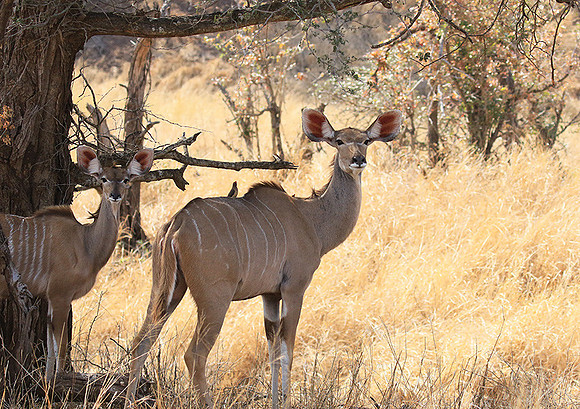 At Kruger NP