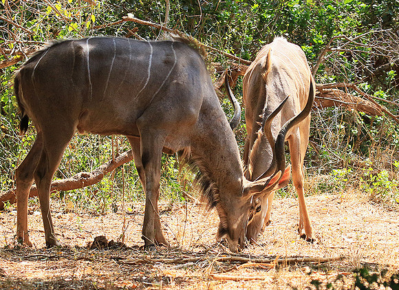 At Kruger NP