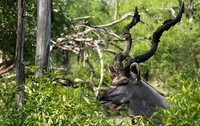 At Lion Sands