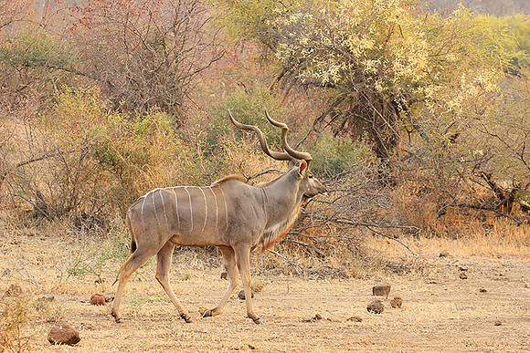 At Kruger NP