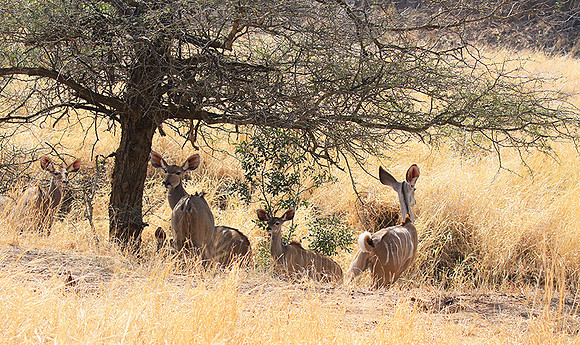 At Kruger NP