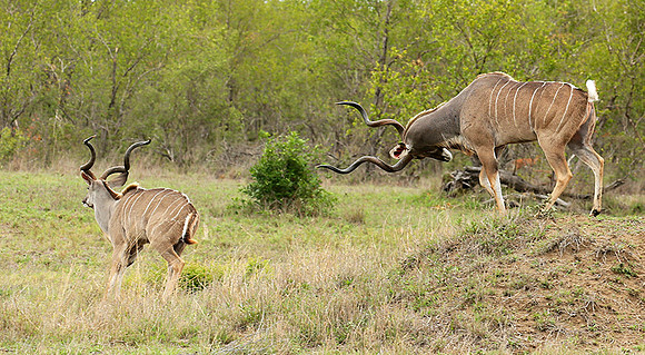 At mala Mala game reserve