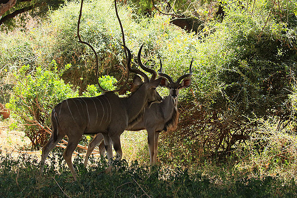 At Kruger NP
