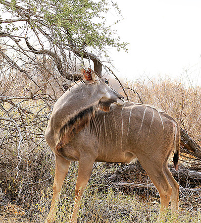 At Kruger NP
