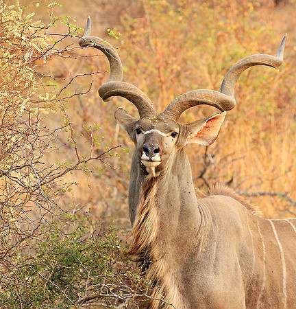At Kruger NP
