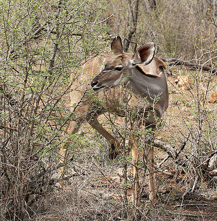At Madikwe game reserve