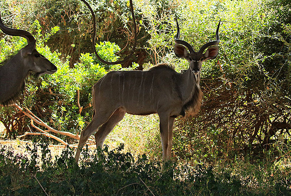 At Kruger NP