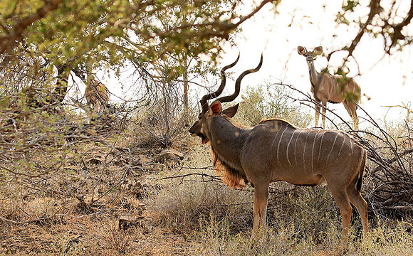 At Kruger NP