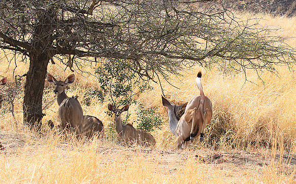 At Kruger NP