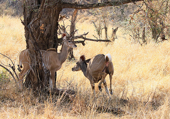 At Kruger NP