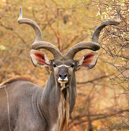 At Kruger NP