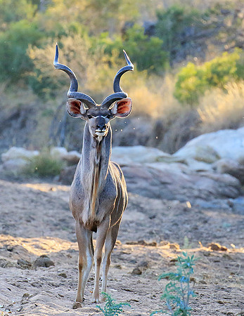 Timbavati private game reserve