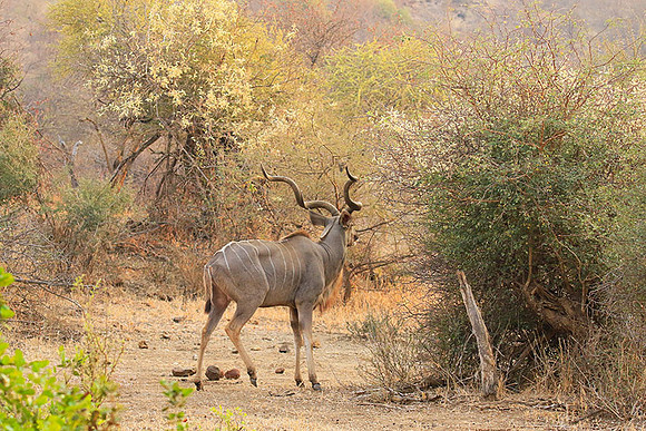 At Kruger NP