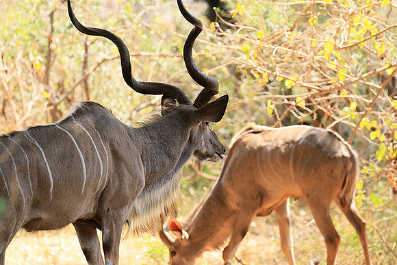 At Kruger NP