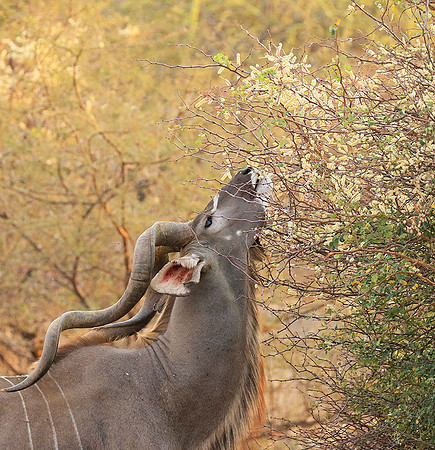 At Kruger NP