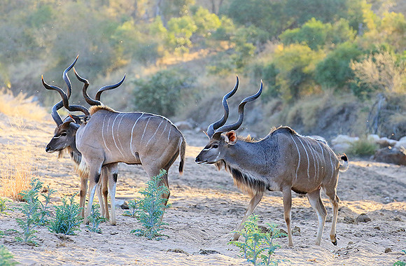 Timbavati private game reserve