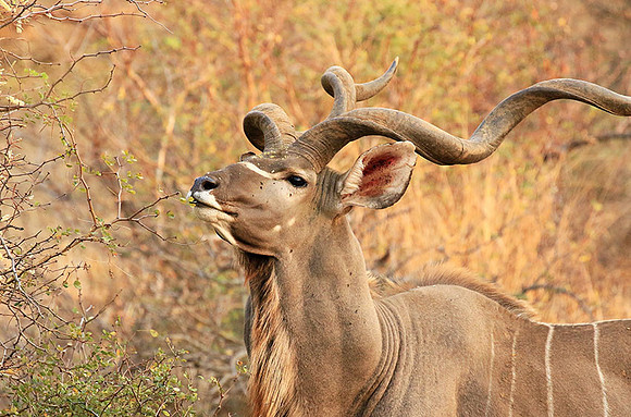 At Kruger NP