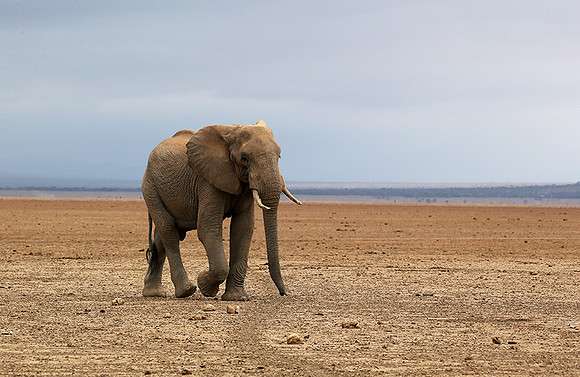 Amboseli National park