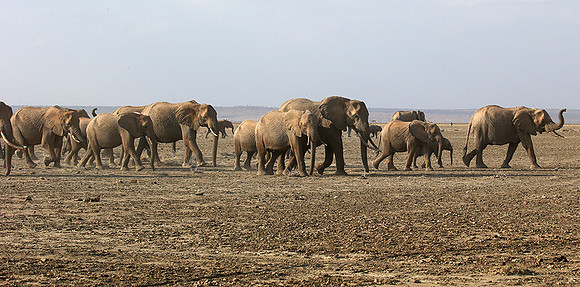 Amboseli National park