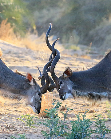 Timbavati private game reserve