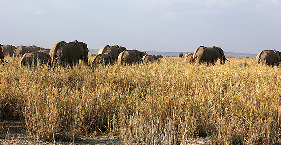 Amboseli National park