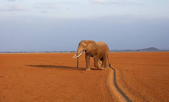 Amboseli National park
