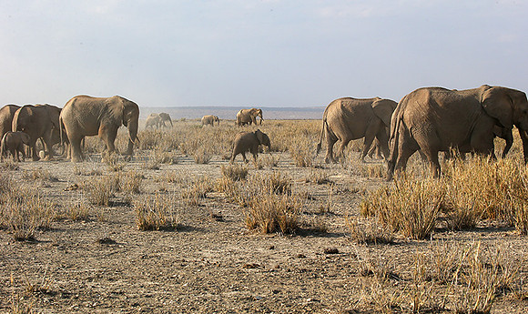 Amboseli National park
