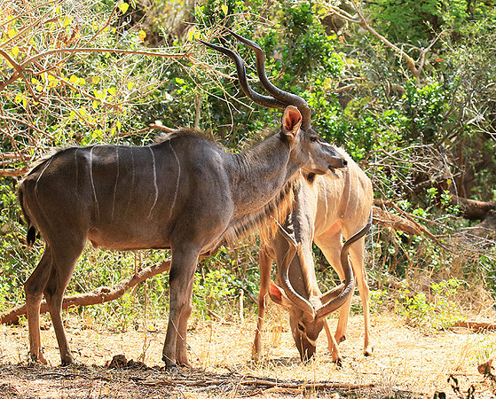 At Kruger NP