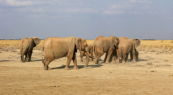 Amboseli National park