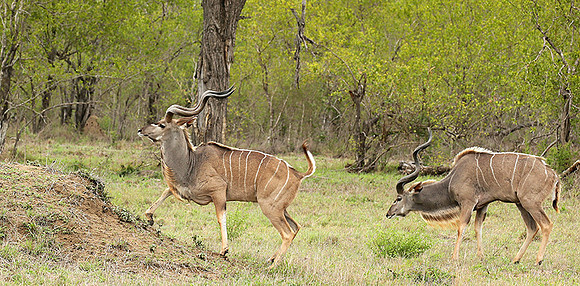 At mala Mala game reserve