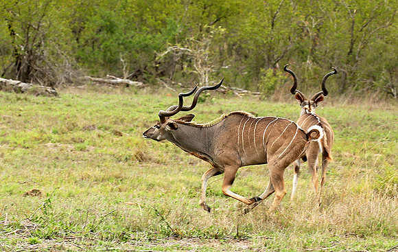 At mala Mala game reserve