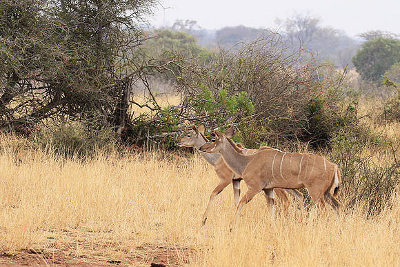 At Kruger NP