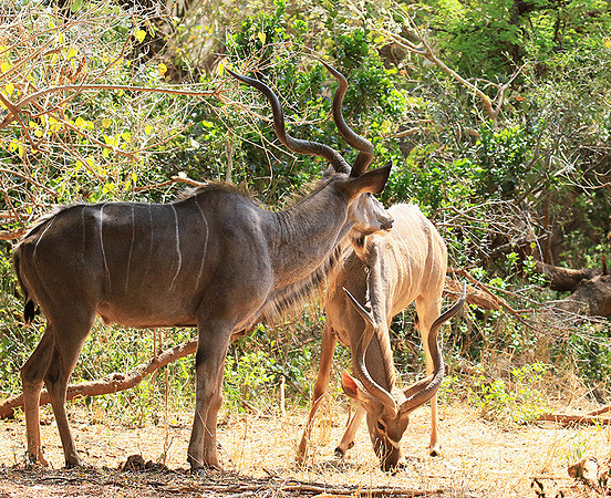 At Kruger NP