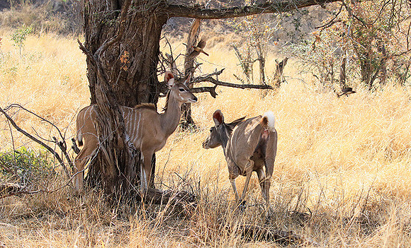 At Kruger NP