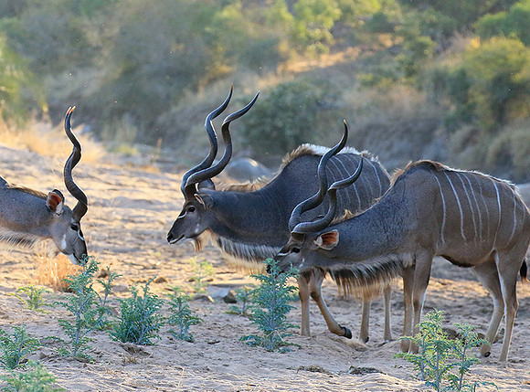 Timbavati private game reserve