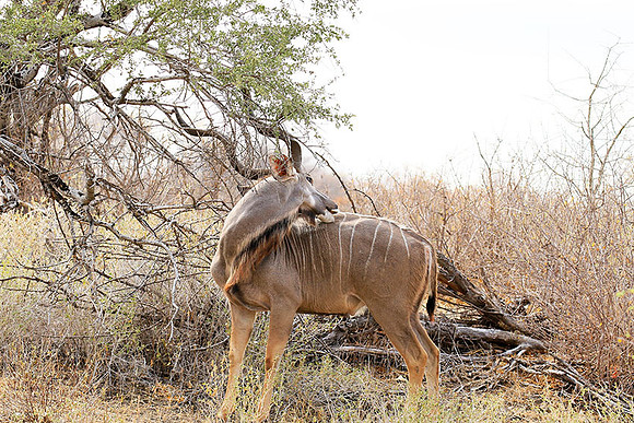 At Kruger NP