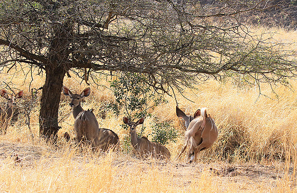 At Kruger NP