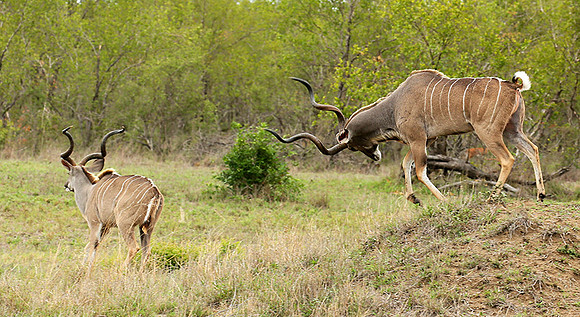 At mala Mala game reserve