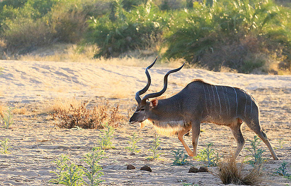Timbavati private game reserve