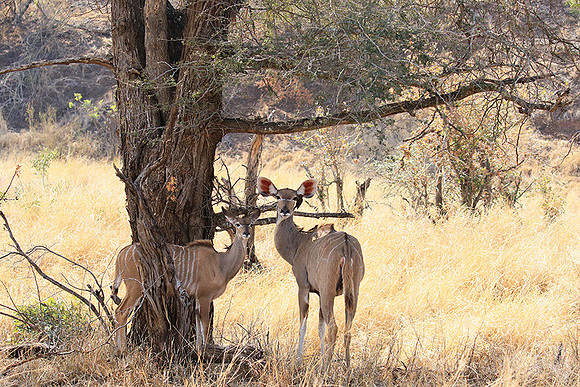 At Kruger NP