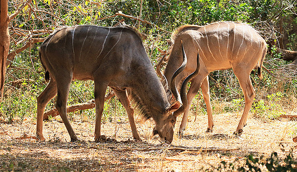 At Kruger NP