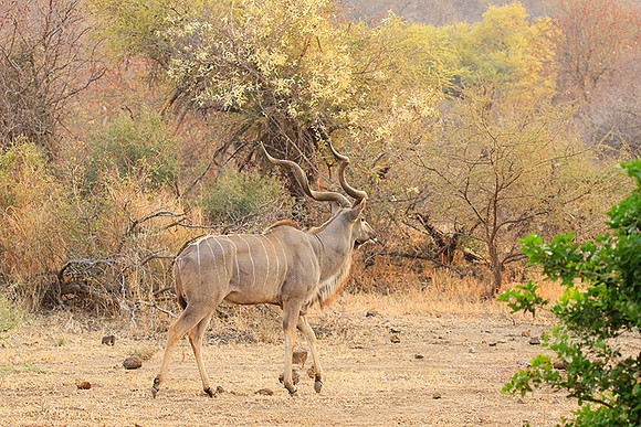 At Kruger NP