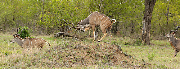 At mala Mala game reserve