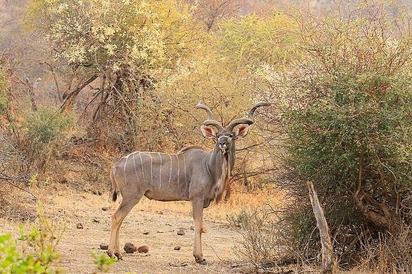 At Kruger NP