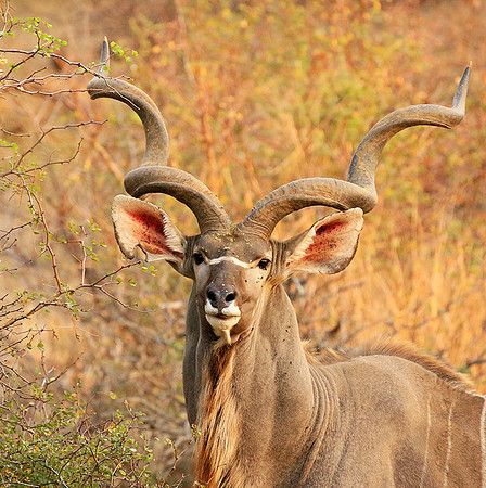 At Kruger NP