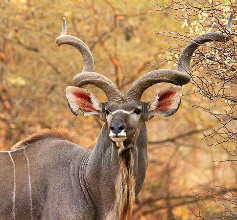 At Kruger NP