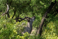 At Lion Sands
