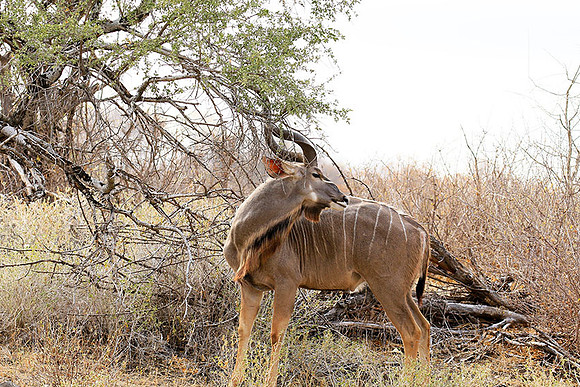 At Kruger NP