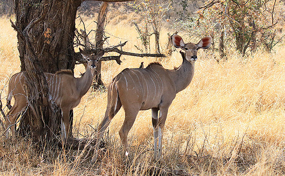 At Kruger NP
